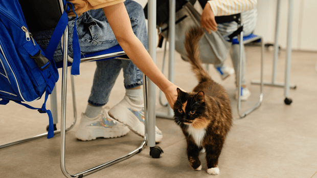 class pet cat example for the first day of school